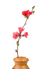 red and fresh fruit-tree flower in wooden vase isolated on white