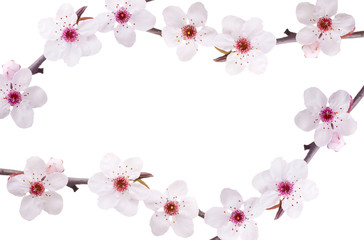frame spring background of pink fruit-tree flowers