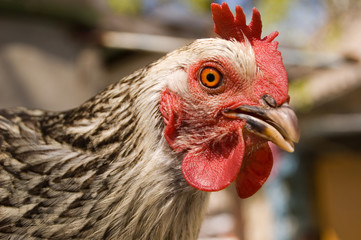 hen