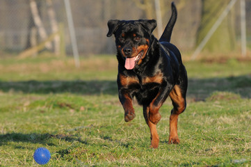 Rottweiler