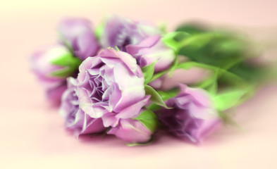 A bunch of pink roses with color tint and special focus effect
