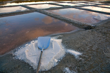 Ile de ré, marais salants, réserve d'Illeau des Niges 