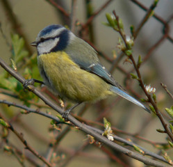 Blue tit