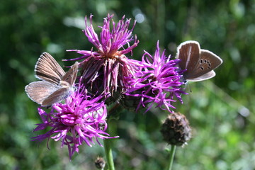 butterflies, blue and brown