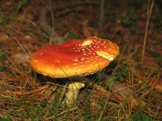 Seta en un bosque otoñal