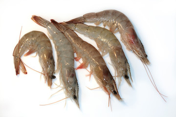 Raw grey prawn isolated on white background