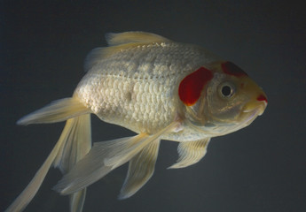 pet comet in an aquarium with dark lighting