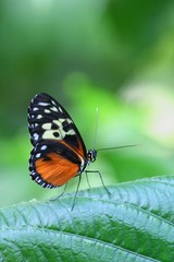 Tiger Longwing - Heliconius Hecale