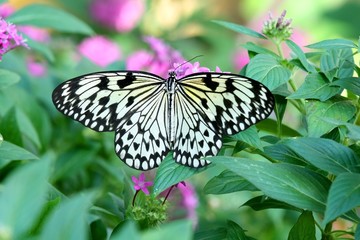 Paper Kite butterfly - Idea leuconoe