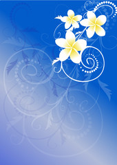 vector illustration- frangipani flowers over blue