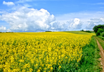 Rapsfeld