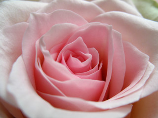 rosenblüte