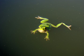 Naklejka premium frog