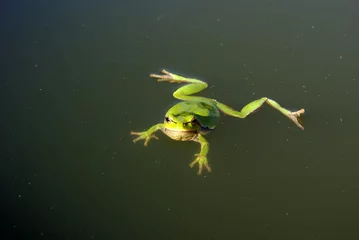 Photo sur Plexiglas Grenouille grenouille