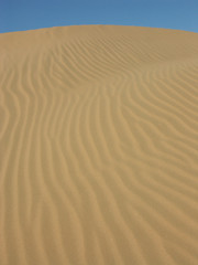sable