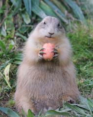 Prairie Dog