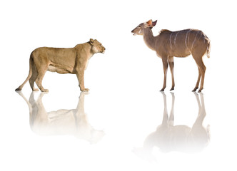 Fototapeta premium lionne vs antilope