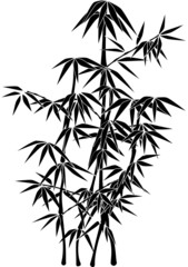 bamboo