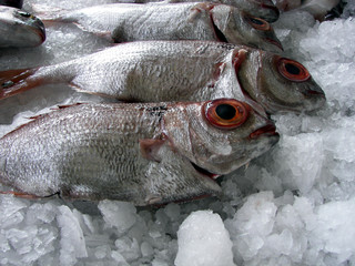 Frische Fische