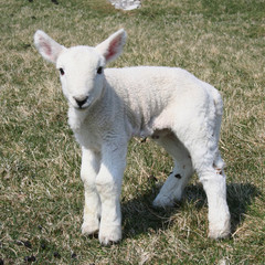 lamb in springtime © Stephen Finn