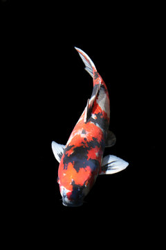 Koi Carp