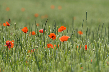 Mohn
