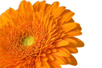 Gerbera