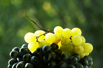 Grape close-up