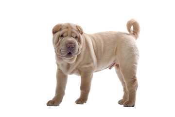 Obraz premium Shar Pei puppy