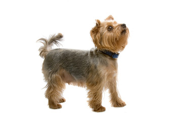  Yorkshire Terrier  isolated on a white background