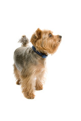  Yorkshire Terrier  isolated on a white background