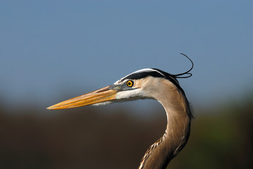 gret blue heron planning an attack