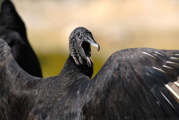 Black Vulture posing