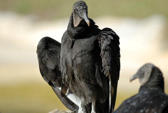 Black Vulture posing