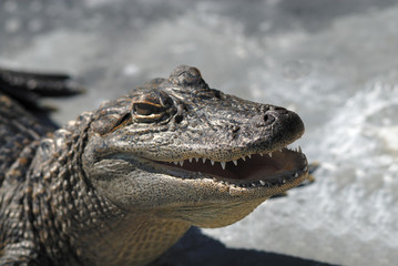 Young Alligator smiling