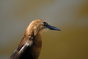 Boat-tailed Grackle posing