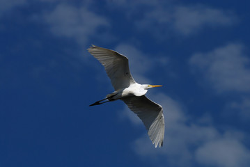 great egret flyby