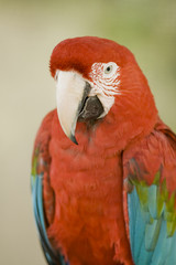 Macaw