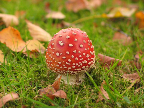 Le champignon de nos contes de f&eacute;es