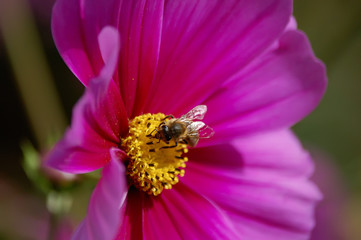 Honey bee on a flower