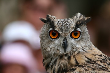 regard chouette