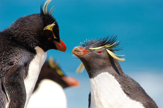 gorfou sauteur roi surf up pingouin manchot