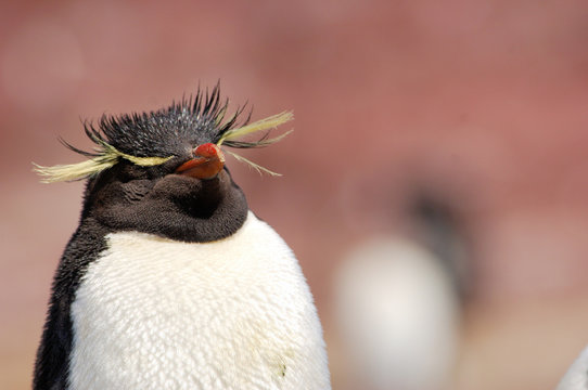 gorfou sauteur roi surf up pingouin manchot