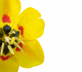 Tulpenblüte mit Tau