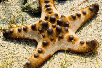 Starfish