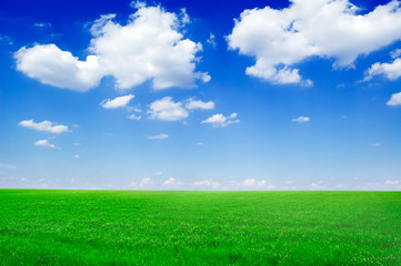 Fototapeta na wymiar spring field and the blue sky