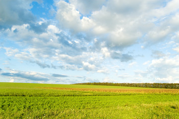 Fototapeta na wymiar White beautiful clouds and a green field.