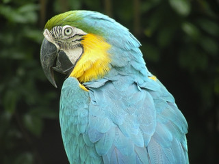 One handsome looking parrot, striking a regal pose.