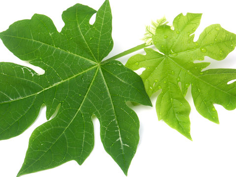 3 feuilles de papayer