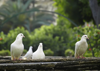 Mediterranean pigeon roost
